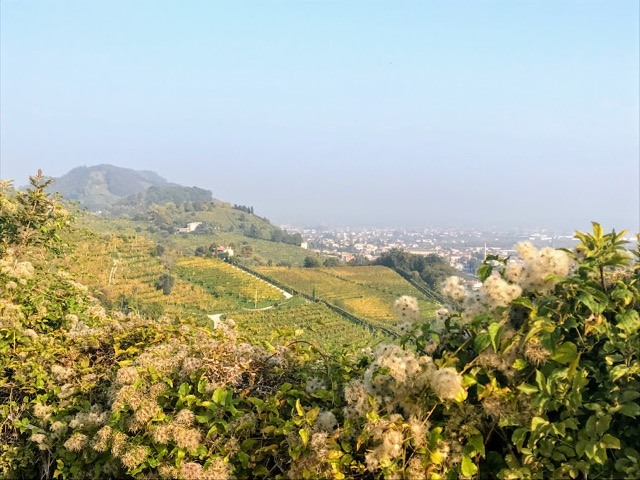 steep vineyard hills from Marchiori 