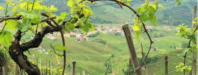 What is prosecco where is the prosecco region Italy vines