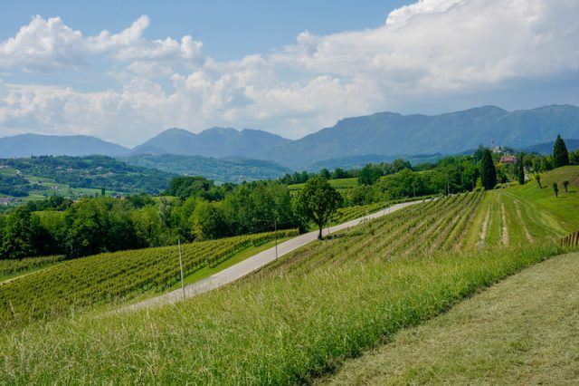 Mani Sagge Vinyards with hills in the background