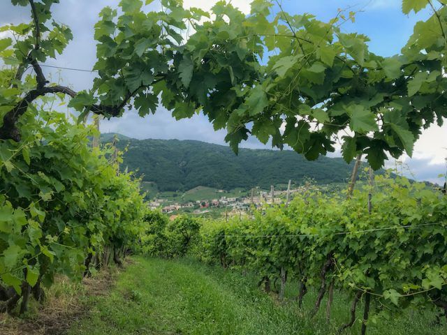 Lush green vines and hills at ruggeri winery