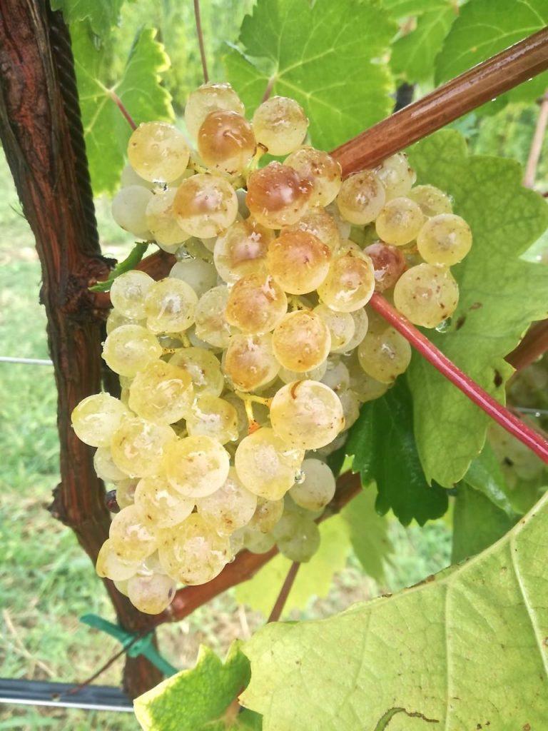 Vino in Villa Grapes on the vine